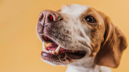 Rosto de um cachorro branco e amarelo próximo à câmera, com a boca levemente aberta para demonstrar o sinal de expectativa dos cães